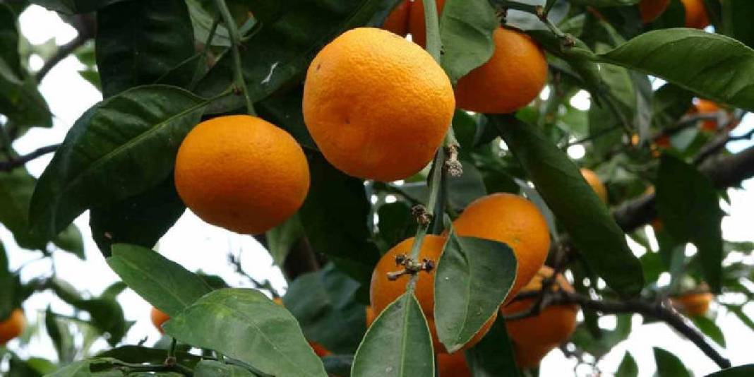 Akdeniz'de değil Ordu'da yetişiyor! 140 tonluk üretimde hasat vakti: 25 TL’den satışa çıkıyor 4